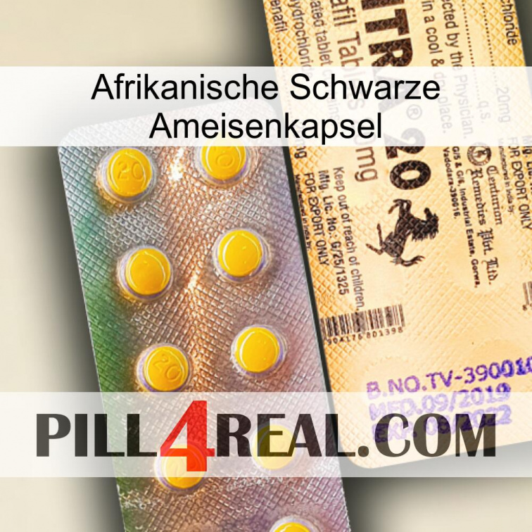 Africa Black Ant Capsule new06